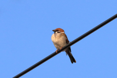 あしたは、どっちだ～