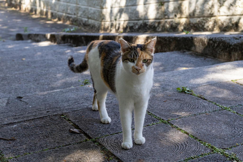 沖縄シリーズ６・希望ヶ丘公園の猫さん達５