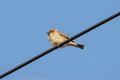 今朝のスズメさん（2020/03/23)