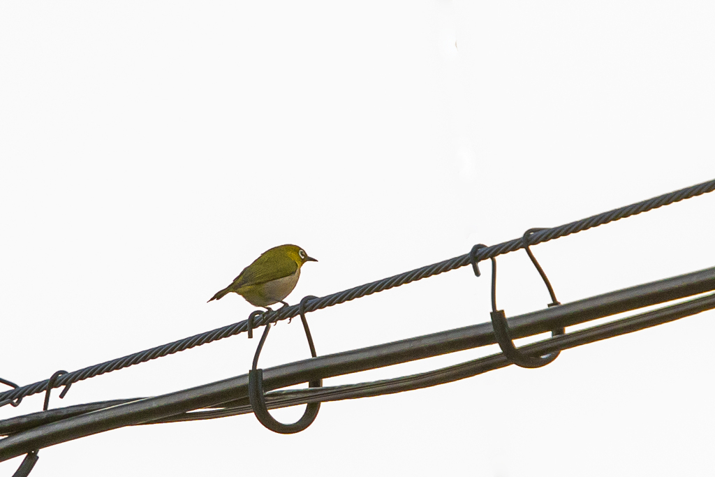 その鳴き声は！？