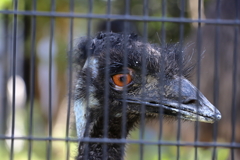 ガン見のエミュー