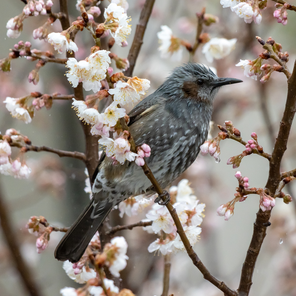 春に囲まれ