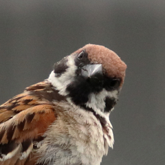 What are you doing, camera guy?