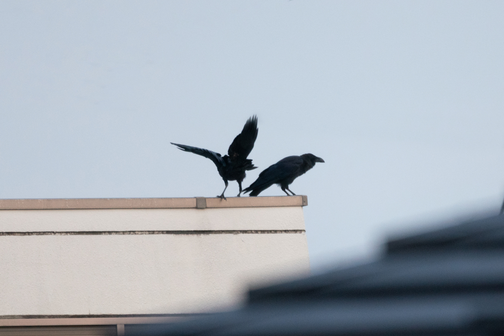 ねぇ、遊ぼうよぉ～