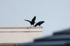 ねぇ、遊ぼうよぉ～