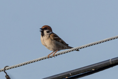 今朝のスズメさん（2020/04/14)