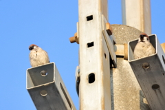 今朝のスズメさん（2020/02/20)