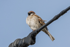 今朝のスズメさん（2020/04/07)