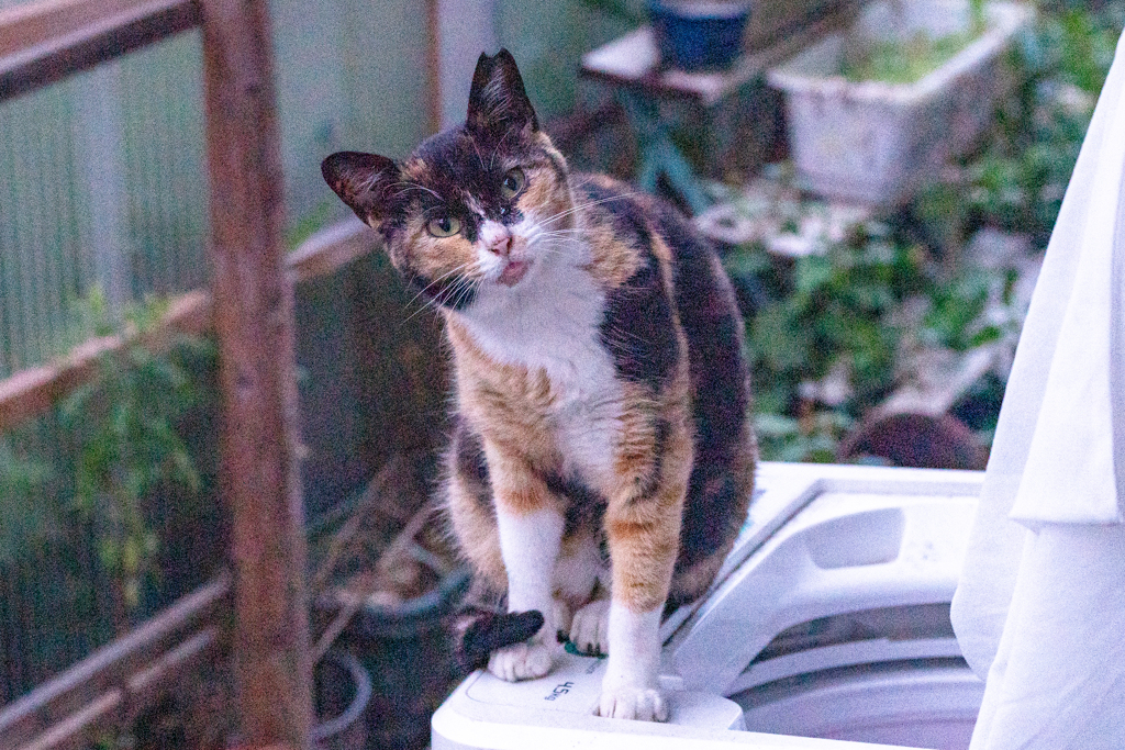 舌出てるよ（＾ｏ＾）