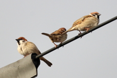 今朝のスズメさん（2020/03/03)