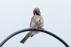 今朝のスズメさん（2020/05/22)