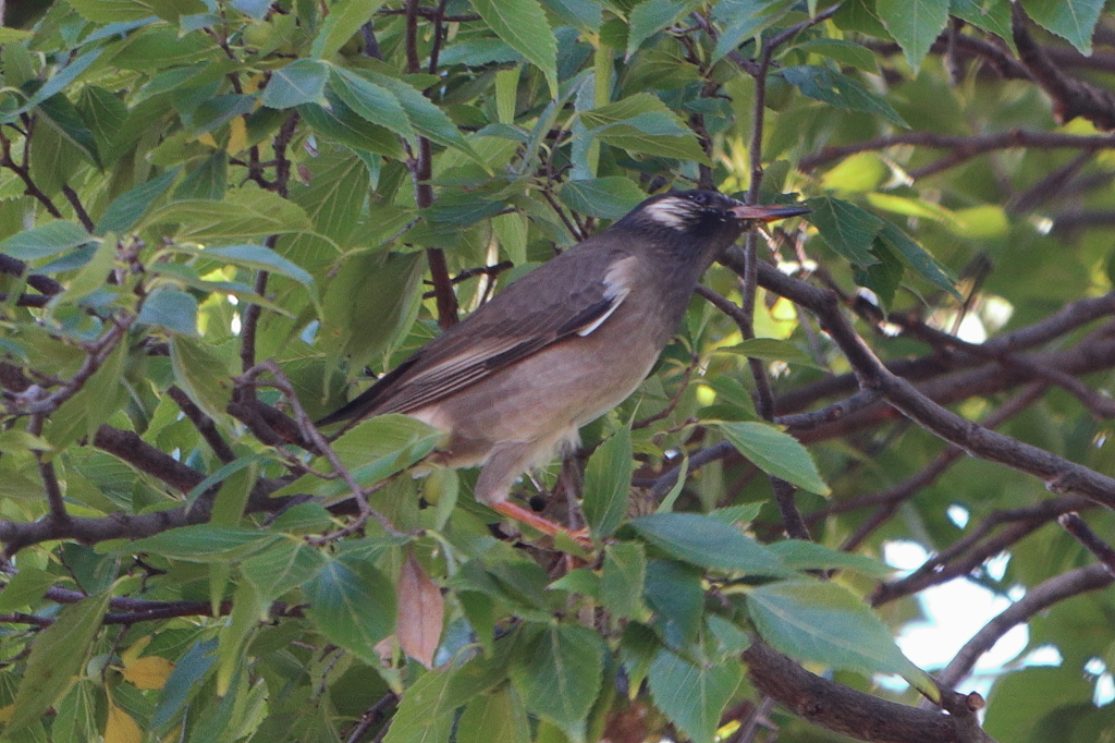 桂川の野鳥１