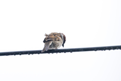 今朝のスズメさん（2021/3/21）