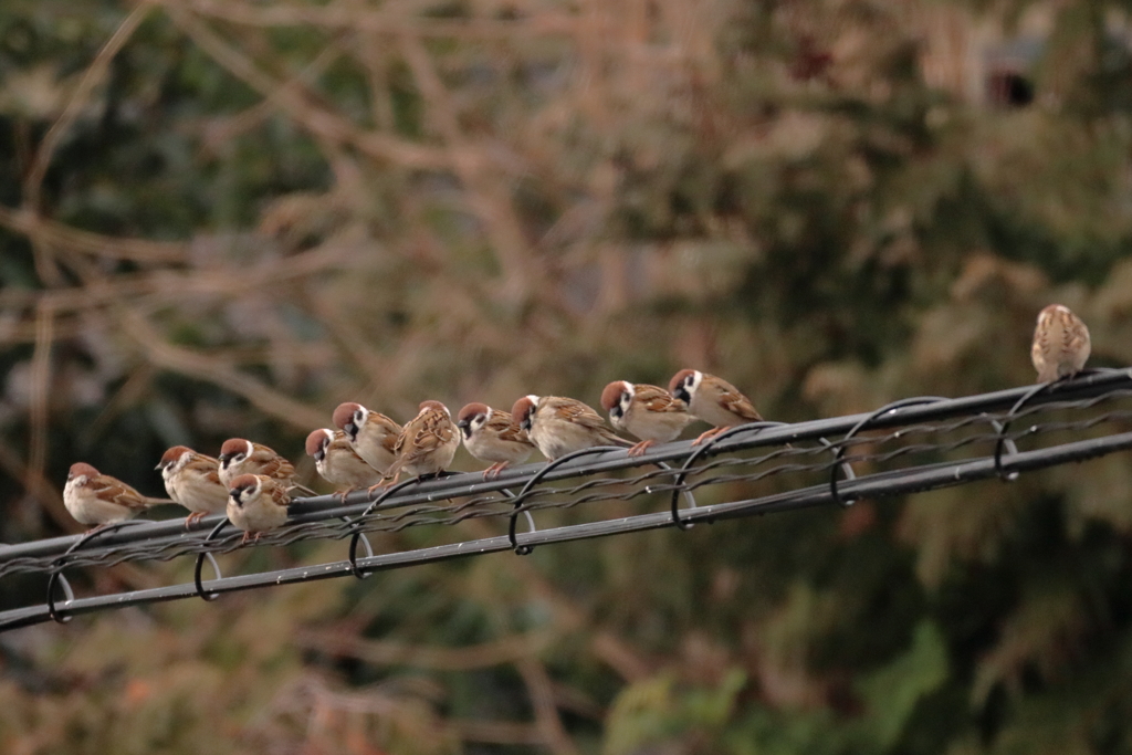 今朝のスズメさん（2020/03/01)