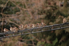 今朝のスズメさん（2020/03/01)