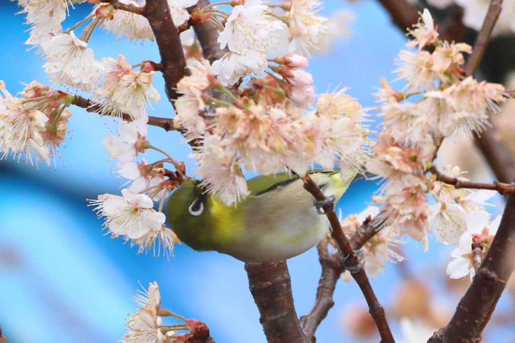 お別れも近いか・・・