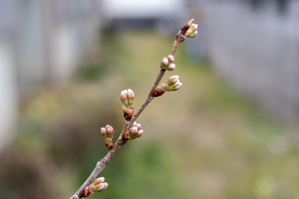 あと１週間くらいかな？