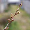 あと１週間くらいかな？