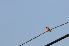 今朝のスズメさん（2020/02/06)