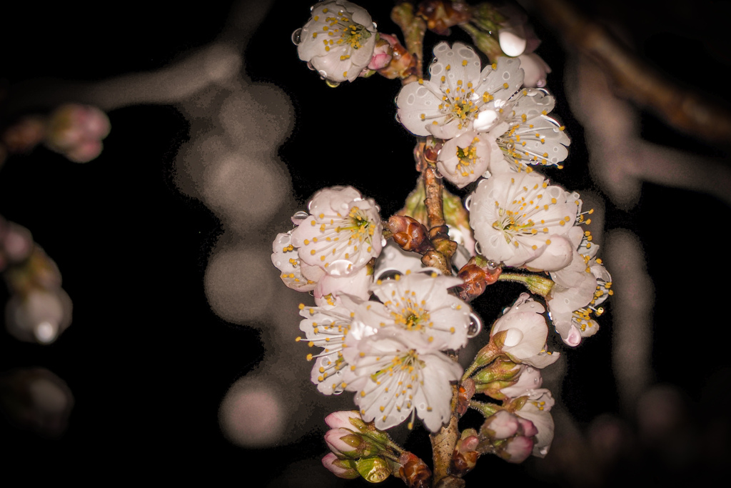 夜桜３