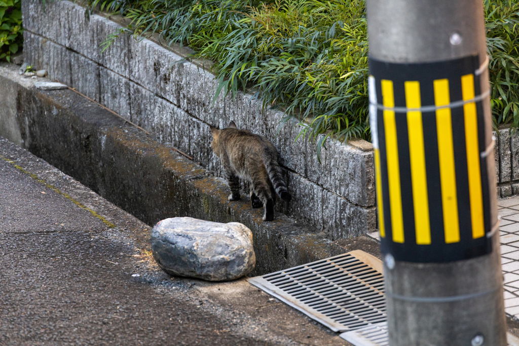 猫道