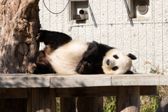 王子動物園（パンダ編）１