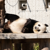 王子動物園（パンダ編）１