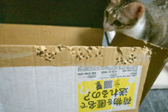 これ噛んだの誰かなぁ～～～