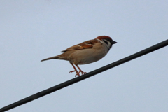 今朝のスズメさん（2020/03/04)