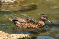 京都市動物園の鳥さん１