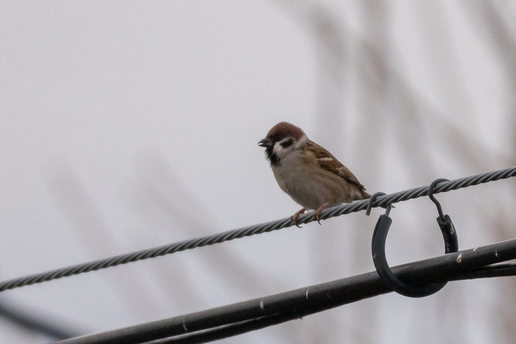 いつになったら暖かくなるんだ・・・