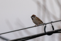 いつになったら暖かくなるんだ・・・