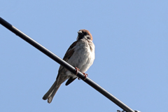 今朝のスズメさん（2020/06/24)