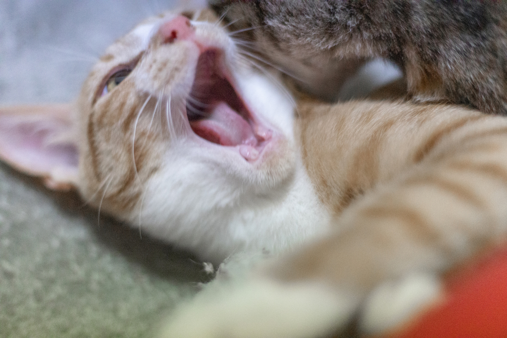 わぁぁぁぁぁぁ