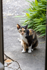 ミケ子さん、おはよう！