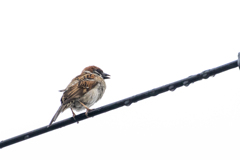 今朝のスズメさん（2020/06/19)