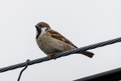 今朝のスズメさん（2020/07/17)