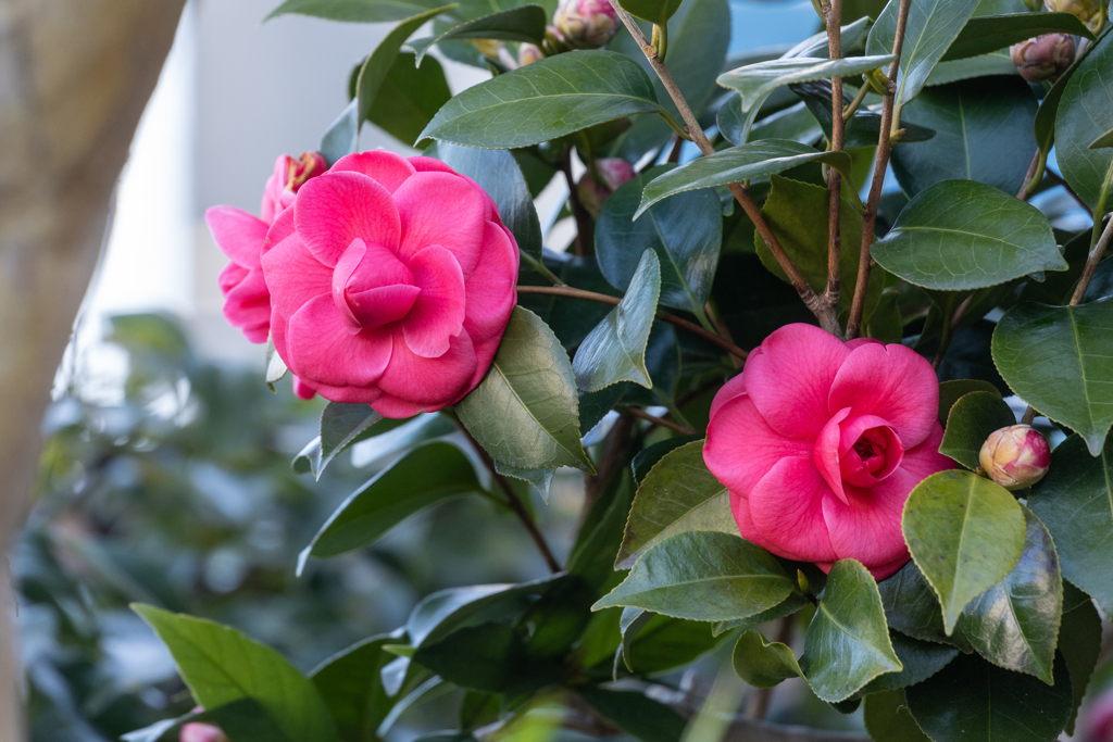 山茶花