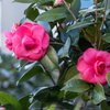 山茶花
