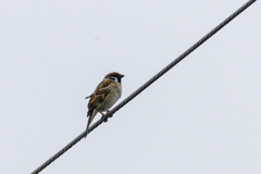 今朝のスズメさん（2020/03/10)