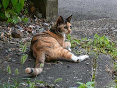 ミケ子さんの日課