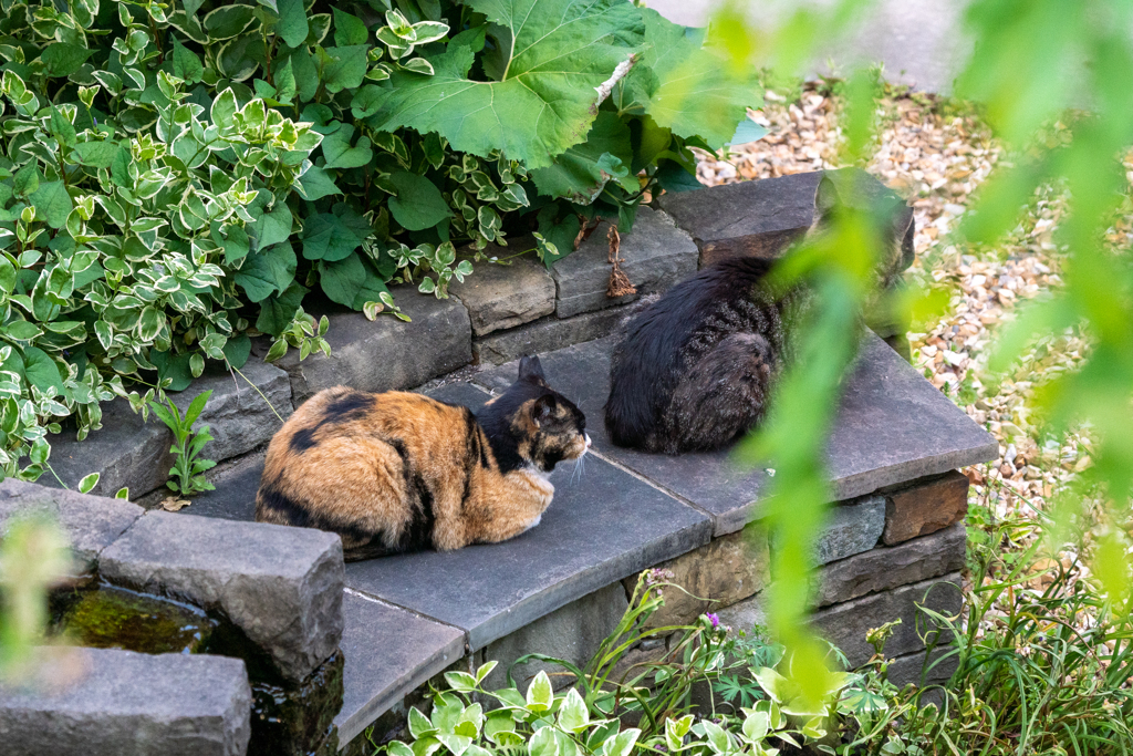 猫さんの憩いの場