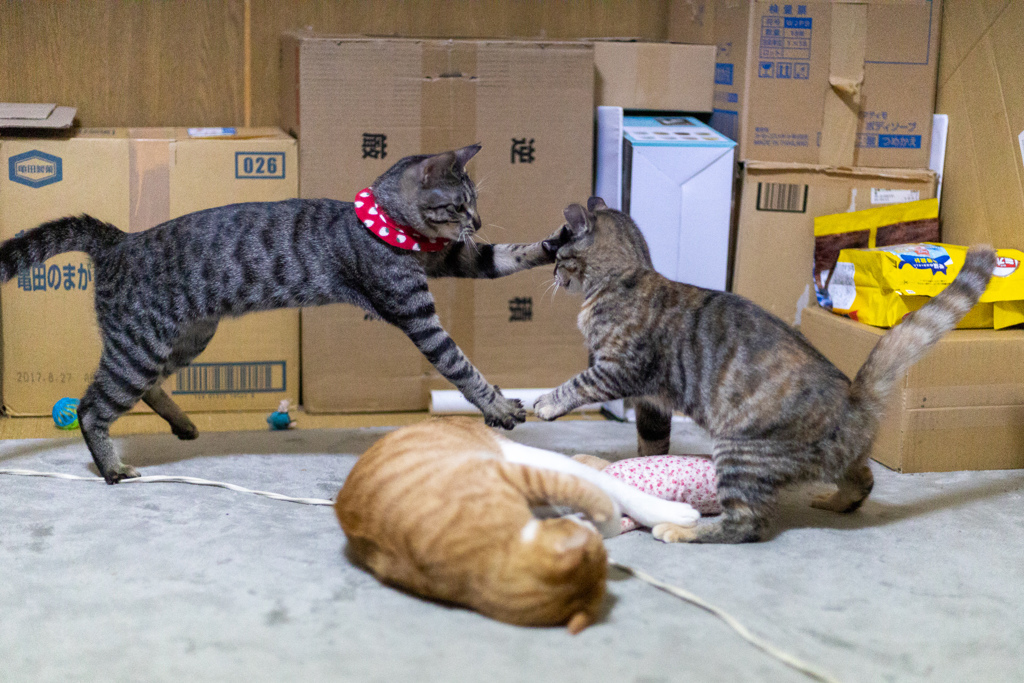 猫パンチ