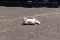 沖縄シリーズ６・希望ヶ丘公園の猫さん達１