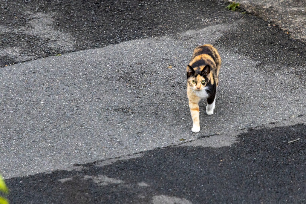 常連さん