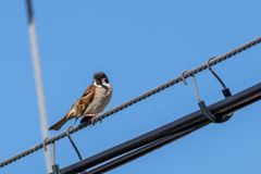 今朝のスズメさん（2020/05/11)