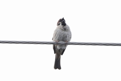 今朝のスズメさん（2020/05/30)