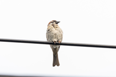 今朝のスズメさん（2020/06/16)