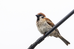 今朝のスズメさん（2020/07/05)