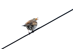 この鳴き声は．．．